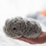 خرید ربات هوشمند Moflin Silver AI Pet Robot